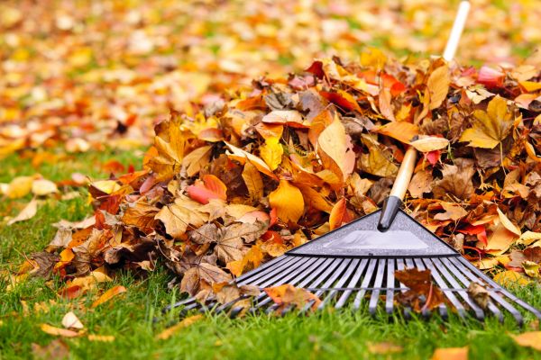 Cost of Leaves Removal in Destin
