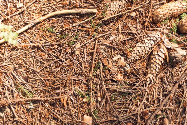Cost of Pine Needles Removal in Destin