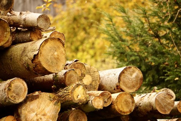 Cost of Wood Pile Removal in Destin