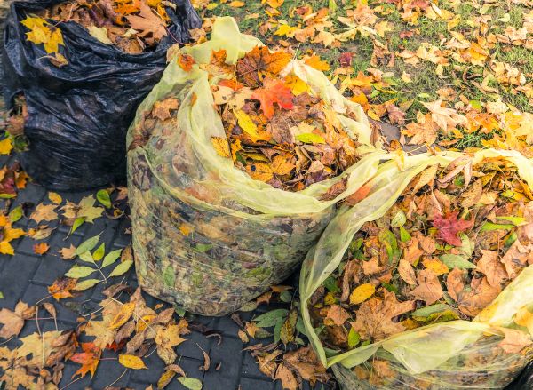 Cost of Yard Cleanup Service in Destin