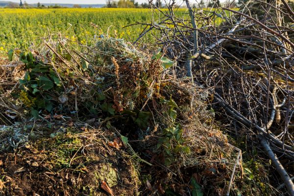 Cost of Brush Disposal in Destin
