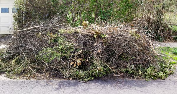 Cost of Tree Limb Cleanup in Destin