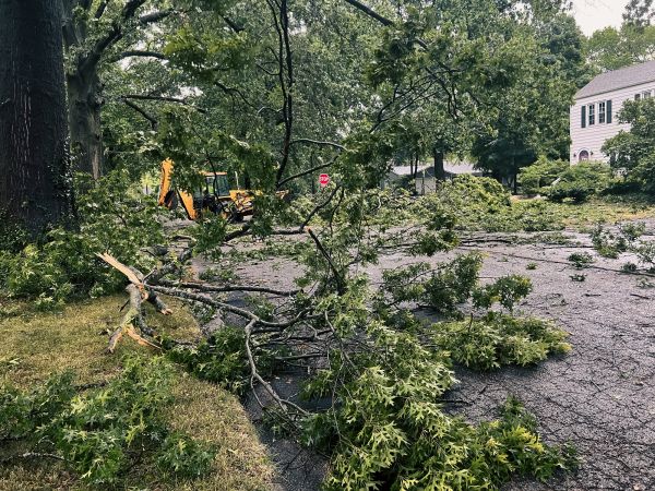Cost of Tree Branch Disposal in Destin