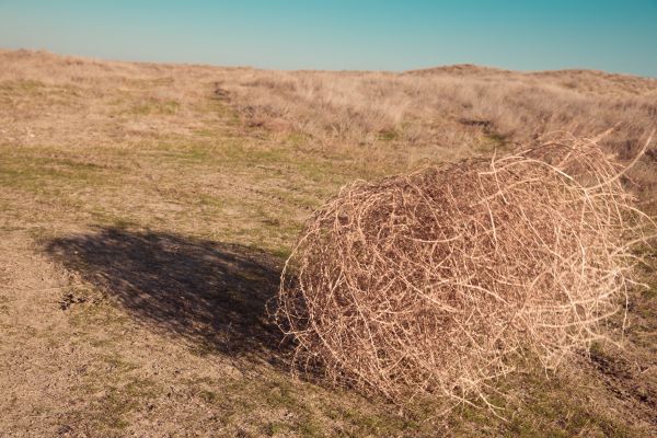 Cost of Tumbleweed Removal in Destin