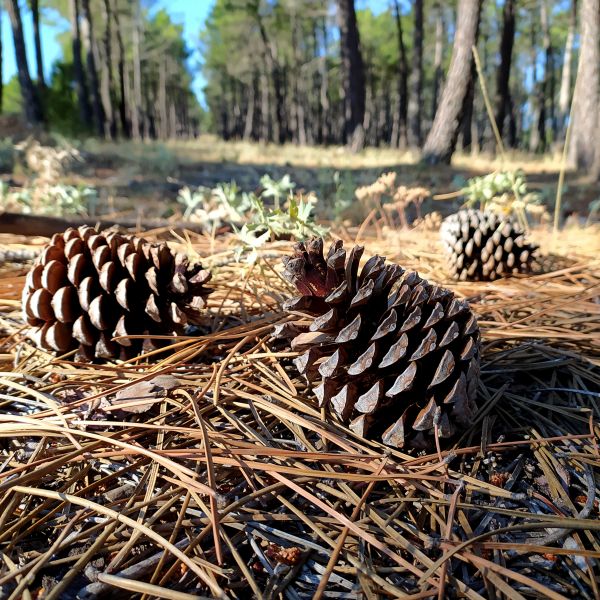 Cost of Pine Cone Removal in Destin