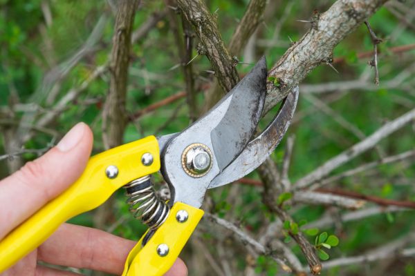 Cost of Limbs Removal in Destin