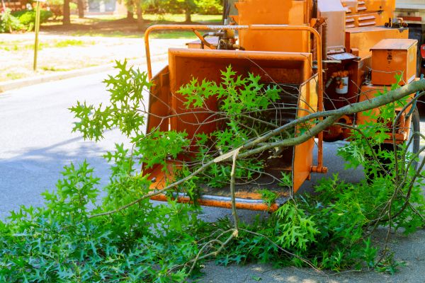 Cost of Tree Branches Removal in Destin