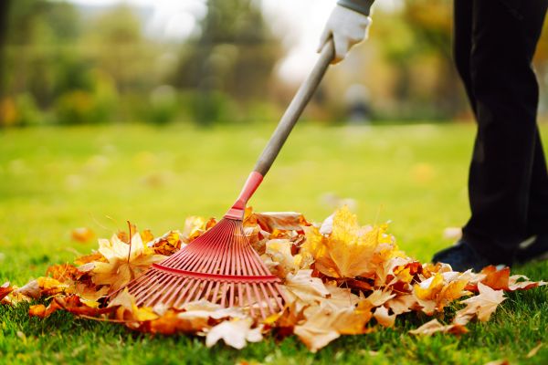 Cost of Ditch Leaf Removal in Destin