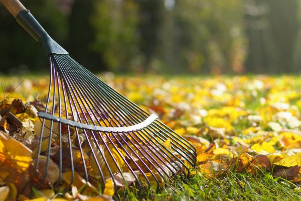 Cost of Leaf Removal in Destin