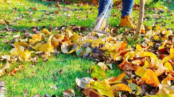 Cost of Lawn Cleanup Service in Destin