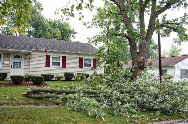 Cost of Fallen Branch Removal in Destin