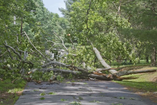 Cost of Tree Debris Removal in Destin